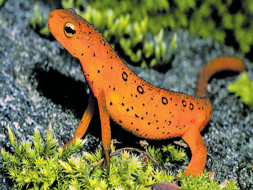 Over 700 amphibian species such as the newts (in picture) have been affected by chytrid fungus.