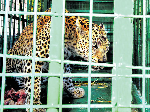 One of the captured leopards being taken to a safe place. Photo by Samad Kottur