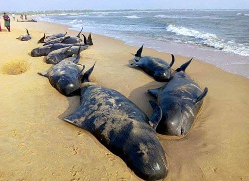 The dead whales which were washed up on a beach in Tuticorin district of Tamil Nadu on Tuesday. Out of 81 whales 45 whales have died, while as many as 36 whales have been rescued by the fishermen. PTI Photo
