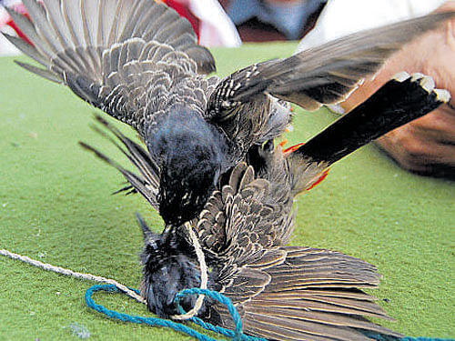 A file photo of a bulbul fight in an ancient temple in lower Assam during Bhogali Bihu celebrations. UJJAL DEB