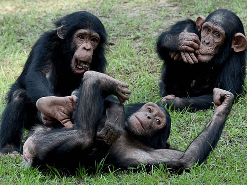 The researchers from Max Planck Institute for Evolutionary Anthropology in Germany (MPG) then made the chimps to play a modified version of what is known as the human trust game, both with their friend and with their non-friend. PTI file photo