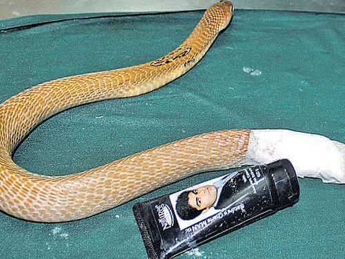 The cobra and the fairness creamtube which was removed fromits body.