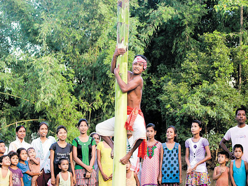 Anindigenous gameof climbing a slippery banana stemin progress during Bhogali Bihu celebrations in Sibasagar district of Assam. LUIT CHALIHA