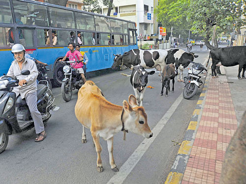 Stray cows hinder traffic on a busy road in the City. DH PHOTO