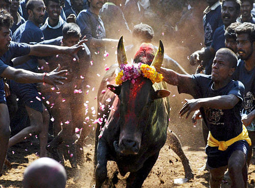 A similar show of defiance can be seen in Tamil Nadu Chief Minister J. Jayalalithaa's call to the centre to promulgate an ordinance to negate the Supreme Court's ban on the jallikattu programme which involves taming bulls. DH file photo