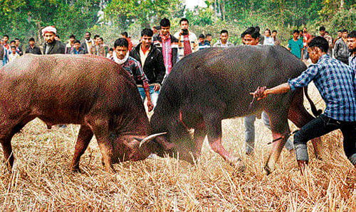 A traditional buffalo fight in progress in Kampur, Assam. RITURAJ SHIVAM