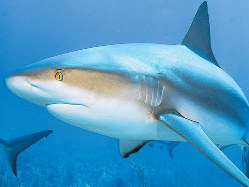 a misconception Conventional belief that sharks are solitary creatures may not be true.
