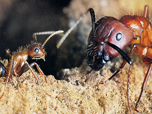 CHANGING ROLES A minor caste Florida carpenter ant and a larger ant from the major caste. PHOTO CREDIT: The lab of Shelley Berger, University of Pennsylvania via nyt