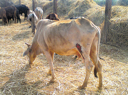 SORRY STATE:Aninjured cow is left to fend for itself due to lack of treatment at the temple goshala at Changalera of Humnabad taluk in Bidar district. DH PHOTO