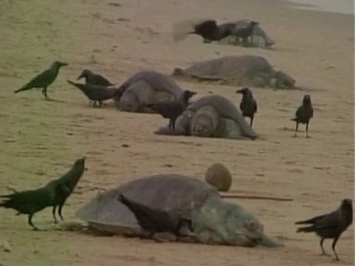 The turtles in large number come to Gahirmatha, mouth of rivers Devi and Rushikulya in Odisha coast, for annual nesting. Image courtesy Twitter.