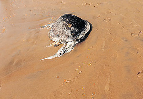 A dead Olive Ridley sea  turtle on Puri beach in Odisha. DH PHOTO