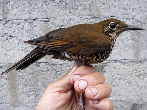 Himalayan forest thrush Zoothera salimalii, image credit:science daily.com