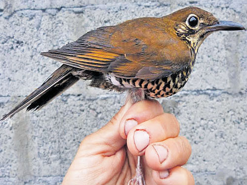 The Himalayan Forest Thrush Zoothera salimalii was found by a group of researchers in the Himalayan forests in 2009.  DH&#8200;PHOTO