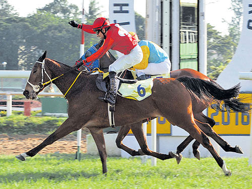 the favourite: New Alliance, Imran Chisty astride, races to victory in the Bangalore Oaks recently.  The filly is expected to score in the Garuda Bangalore Derby on Saturday. DH PHOTO