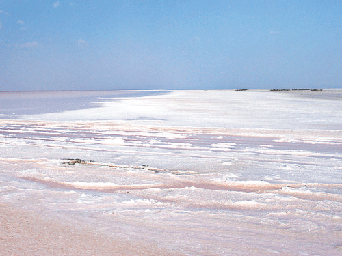 Desert dreams Salt marshes at White Rann.