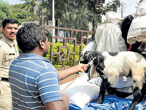 Police personnel rescue a goat, that was said to be transported for sacrifice at Chikkallur fair in Kollegal on Saturday. DH photo/D&#8200;Venkatachala
