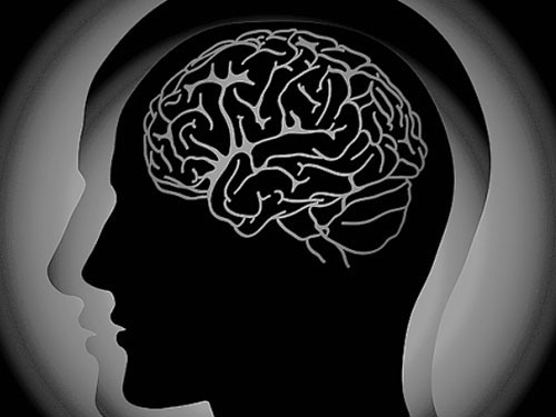 The study shows that 70 per cent of all information within cortical regions in the brain passes through only 20 per cent of these regions' neurons. file photo