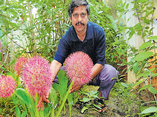 Ramesh Babu at his home garden at Kodigehalli in the City. DH photo