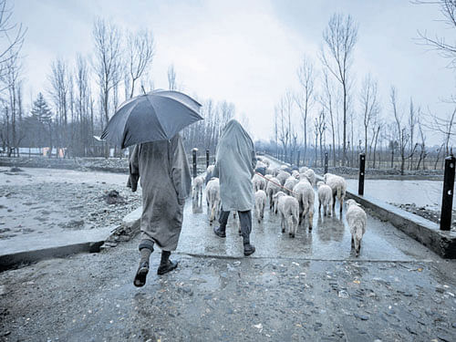 On the way to Sonamarg, Kashmir.