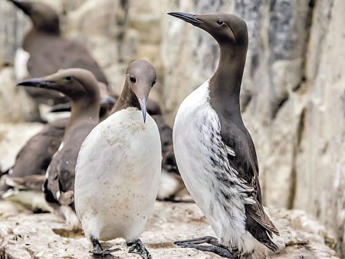 capacity to rebound Murres weigh about two pounds each and live in large groups.