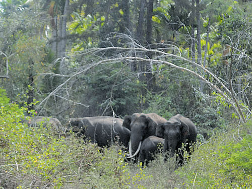 The herd of elephants spotted at Maruru Kaval village under the Kattamalalavadi Panchayat limits in Hunsur taluk of Mysuru district on Monday. DH&#8200;PHOTO