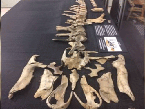 Among the recovered remains of this new dinosaur are a complete skull, dozens of backbones, a partial hip bone and a few bones from the limbs. The dinosaur likely was washed out to sea by river or stream sediments after it died. Screen grab.