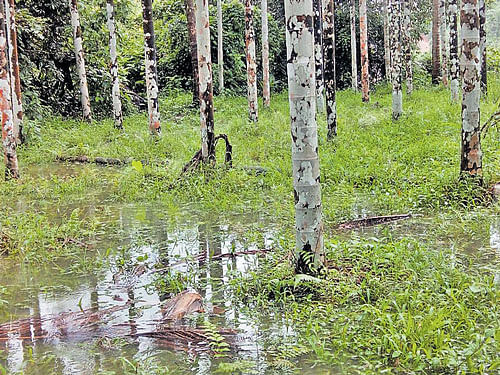 The areca garden at Sangabettu village in Bantwal taluk  inundated by water. DH photo