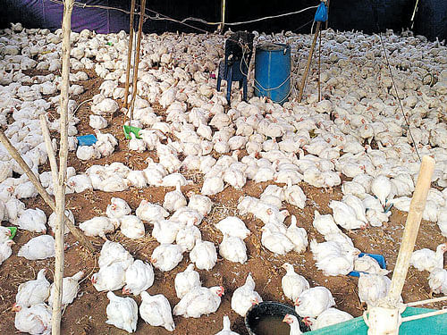 Fowls brought for sacrifice, that were seized by district administration officials at Chikkallur Jatre in Kollegal. DH photo