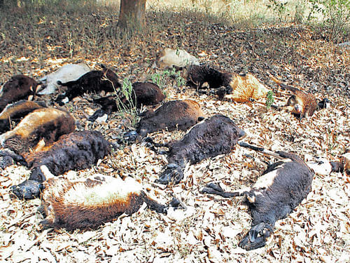 Twenty five sheep died after grazing on pesticide-sprayed crop in Channapura, Belur taluk, Hassan district, on Tuesday. DH photo