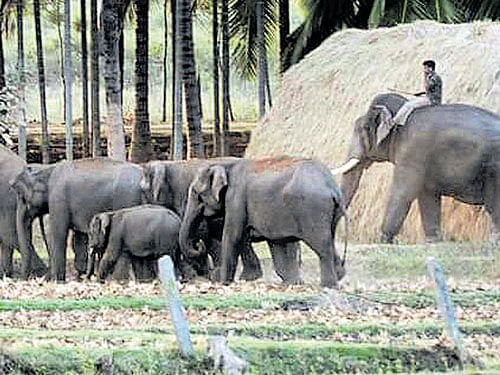 A Forest department personnel, who is seated on a tamed elephant, drives back the herd of elephants that had strayed fromthe forest in Hunsur taluk on Tuesday. DH PHOTO