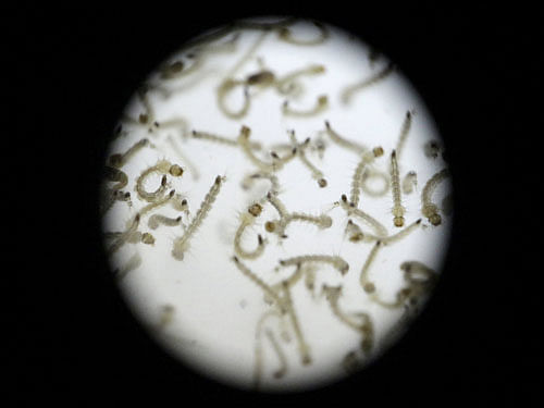 Larvae of Aedes aegypti mosquito is seen in a research area to help prevent the spread of Zika virus and other mosquito-borne diseases, reuters file photo