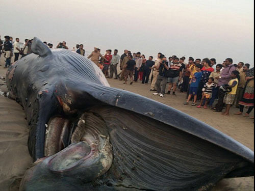 30-foot-long whale, twitter