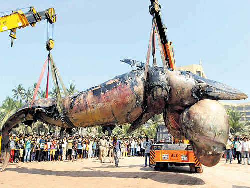 An over 11-metre-long Bryde's whale is lifted by a crane after it was washed ashore on Friday at the Juhu beach in Mumbai. DH photo