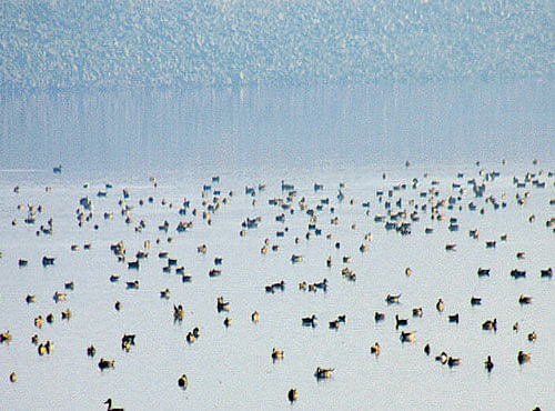 Some of the birds are believed to have migrated from Europe, Russia or Eurasian region and from other parts of India. DH PHOTO