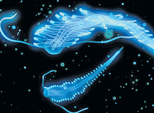 Bioluminescence helps in warding off predators.