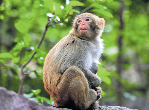 The study found that rhesus macaques are efficient seed dispersers.