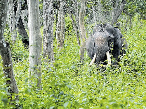 The State government will file a status report on deemed forest before the Supreme Court soon.  DH file photo