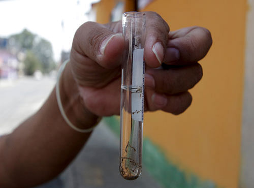 Municipal health worker shows off a test tube with larvae of Zika virus vector, the Aedes aegypti mosquito, as part of the city's efforts to prevent the spread of the Zika, in Guatemala City. Reuters photo