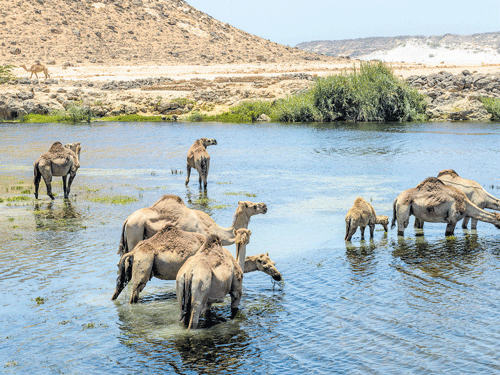 full of life Camels in Wadi Darbat; (below) limestone rocks at Mughsayl Beach.