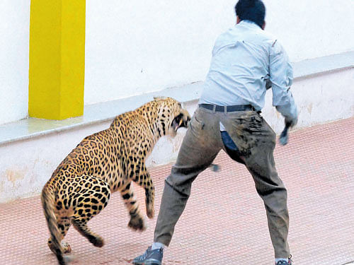 Wild visitor: The leopard attacks a man on the Vibgyor School premises in Marathahalli on Sunday. (Right) Curious onlookers climb the fence of the school to catch a glimpse of the operation to capture the leopard. PTI/DH&#8200;PHOTOs