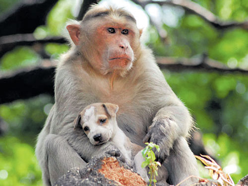 The monkey has undertaken the role of a mother by  protecting the puppy from stray dogs.