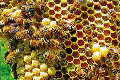 In the first-of-its-kind study, Zain Habib Alhindi, from University of Manchester in UK used different concentrations of Surgihoney, a biologically engineered honey that produces chemically reactive molecules containing oxygen, to test how effective it could be in destroying the fungus Fusarium. DH file photo