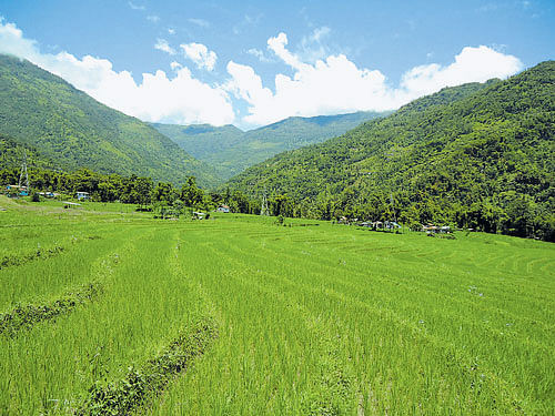 A  farmland in Sikkim (photo credit:  sikkim organic mission).