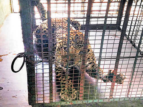 The leopard which was  captured on Sunday.
