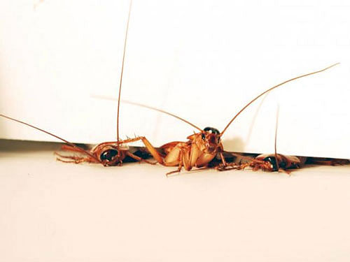 Three cockroaches squeeze though a 3mm crevice under a room door at different stages of traversal, Reuters photo