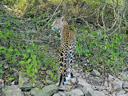 Senior forest and police department officials rushed to Whitefield on Tuesday night after locals claimed that they spotted leopards prowling in the area. DH file photo for represenation image
