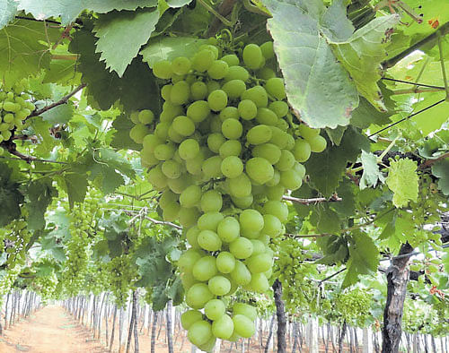Though grape production has taken a beating, growers say the fruit will be much sweeter this season due to the heat. dh file photo