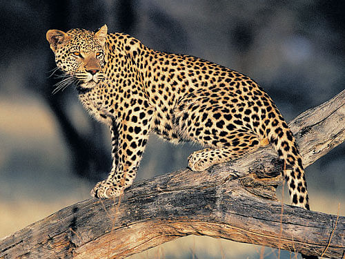 A Leopard. File Photo for representation.