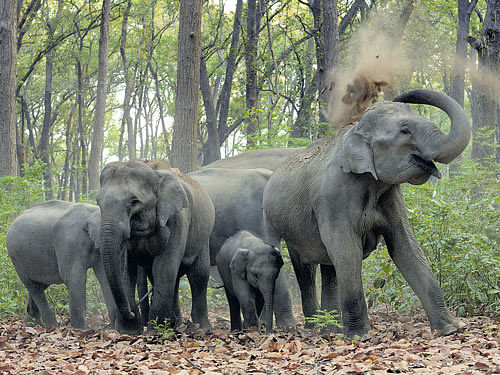 FORWORRYThe dwindling number of Asian elephants is amajor concern in recent times. PHOTO BY RAMUM