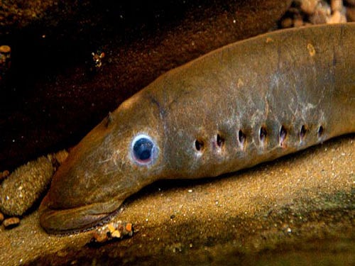 Jawless fish brains more similar to humans than thought study